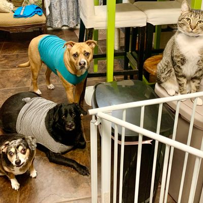 Customer-uploaded image, show more details