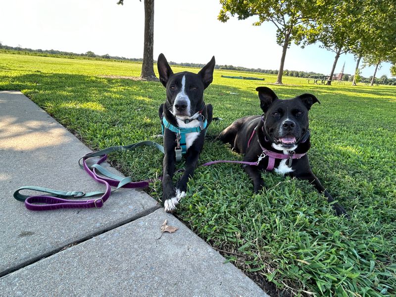 Best No-pull Hounds Design Freedom No Pull Dog Harness