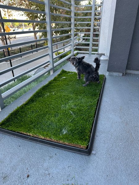 Small dark dog standing on a rectangular patch of artificial grass on a concrete balcony with metal railings