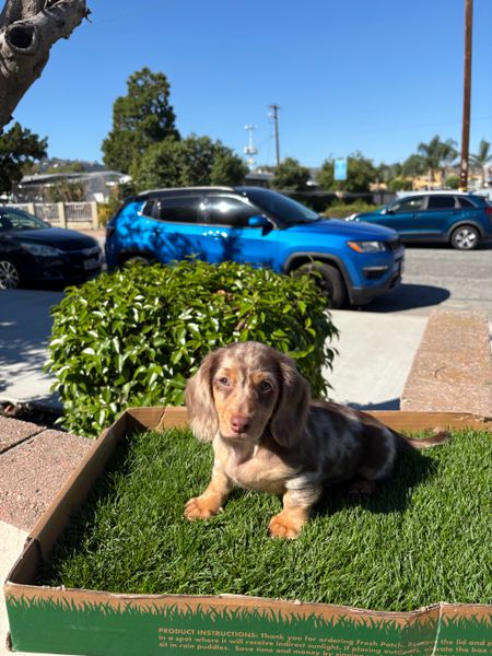 A small dachshund puppy sitting on artificial grass in a cardboard box outdoors, with cars and buildings visible in the background under a clear blue sky.