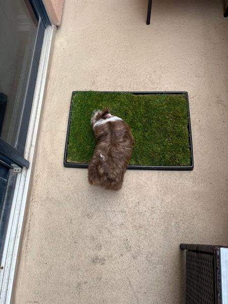 A small fluffy dog lying on an artificial grass mat placed on a concrete floor indoors
