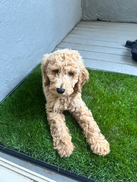 A fluffy cream-colored poodle puppy sitting on artificial grass on what appears to be a balcony or patio area