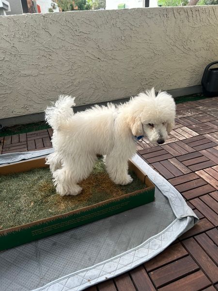 A small white fluffy dog standing on an artificial grass pad on a wooden deck patio