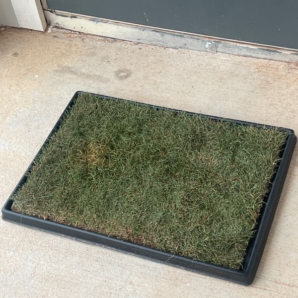 How to Build an Outdoor Dog Potty Area on Concrete: Quick Guide