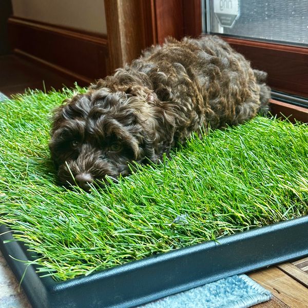 Artificial Grass Indoor Dog Bathroom Grass Fake Grass Patch Indoor