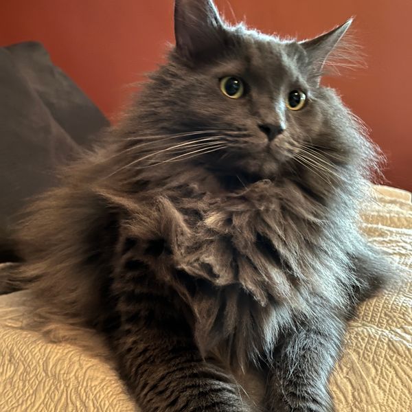 Long Haired Savannah Cat African Short Great Hair Cat