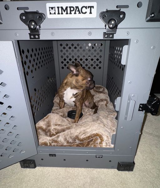 How to Collapse Dog Crate: Easy Steps for Quick Storage