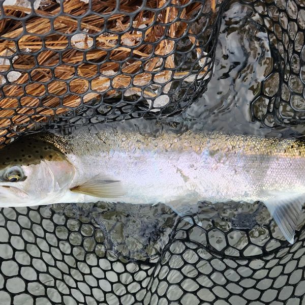 Manico Telescopico Frabill Per Rete Da Pesca &ndash; Cerchio 21x24 Pollici &ndash; Nero/Giallo