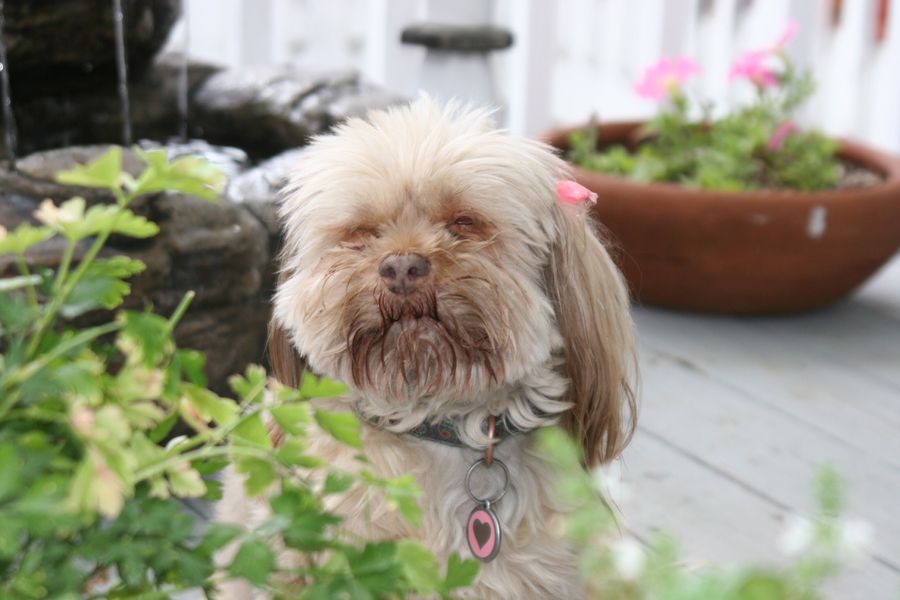 Shih Tzu Long Haired Medium Sized Dogs Shih Tzu Breed Information