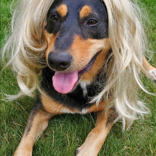 Fromm Gold Senior Reduced Activity Recipe – Polkadog