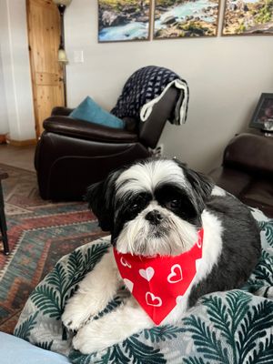 Small black and white dog wearing a red bandana with hearts, sitting indoors.