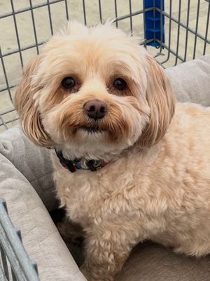 Small fluffy dog sitting in a shopping cart.