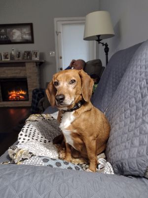 Brown dog sitting on a couch with a fireplace in the background.