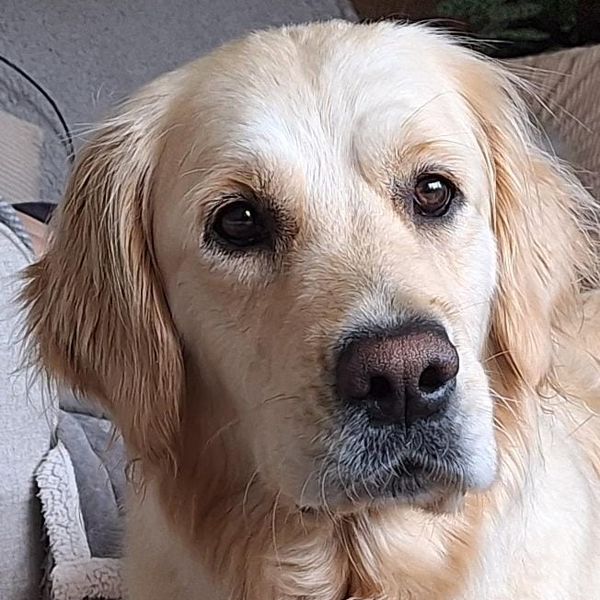 Golden Retriever Constipation In Dogs Medication Golden Retriever