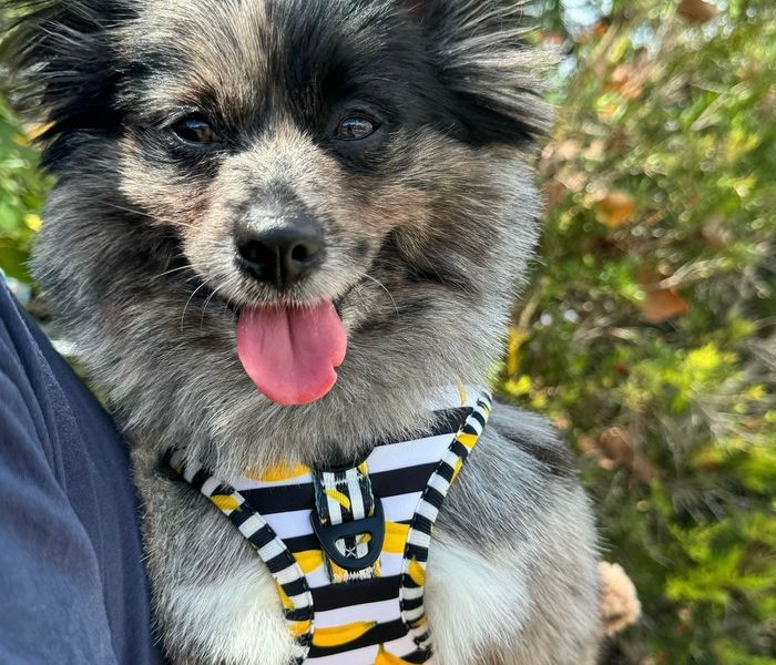 Baby Blue Dog Harness daisyandpups