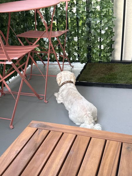 How to Keep Dogs from Peeing on Outdoor Furniture: Easy Tips
