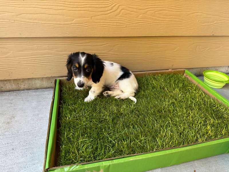 Artificial Turf Real Grass Dog Potty Box Diy Artificial Turf Best