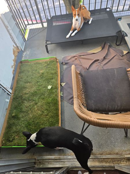 Pee Pads Real Grass Dog Potty Box Diy Real Dog Grass Pee Pad - Main Image