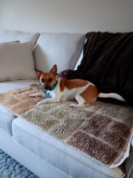 Natural Bark Potty Pad for Dogs DoggieLawn