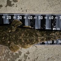 A fish lying on a measuring board showing its length, with the ruler displaying measurements in centimeters from 5 to 95