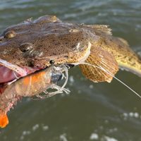 Customer-uploaded image, show more details