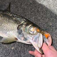 Customer-uploaded image, show more details