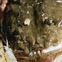 Large fish or marine animal being held, showing its head and mouth with visible teeth