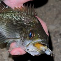 Customer-uploaded image, show more details