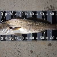 A fish laid on a measuring board showing it is approximately 60 centimeters in length