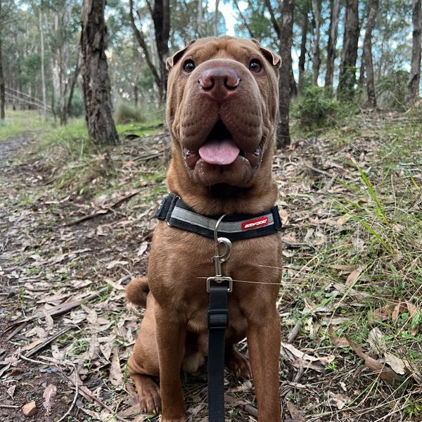 Shepherd Mix Kelpie X Shar Pei Staffy Puppies Staffy X Gsd German