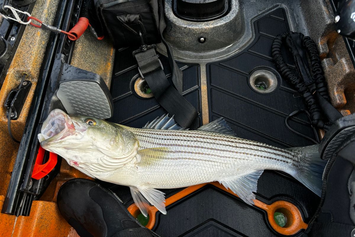 Striper Fishing Best Bait For Sand Bass Top 10 Bass Lures And Lakes