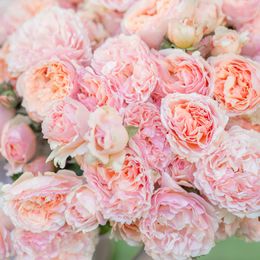 Coral-Pink to Salmon
