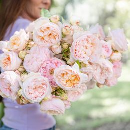 Soft Pink to Peach